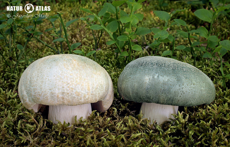 holubinka nazelenalá (Russula virescens)