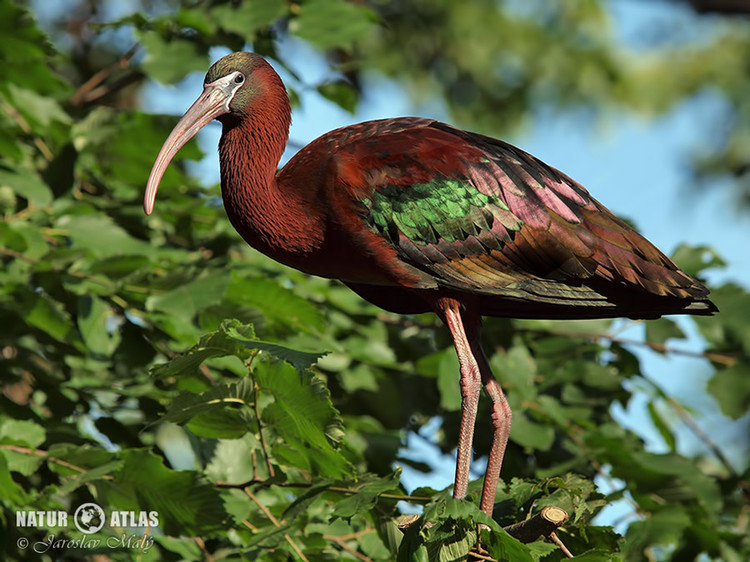 ibis hnědý (Plegadis falcinellus)