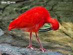 ibis rudý (Eudocimus ruber)