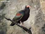 ibis skalní (Geronticus eremita)