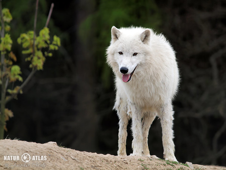 vlk arktický (Canis lupus arctos)